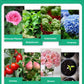 🌱 Cumpărați 1, primiți 2 gratuit! 💎 Activator lichid pentru plante - Întărește rădăcinile, 💕