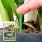 🌱 Batoane cu hrană pentru plante de lungă durată – NPK echilibrat pentru rădăcini, frunze și flori! 🌿✨