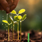 🌱 Batoane cu hrană pentru plante de lungă durată – NPK echilibrat pentru rădăcini, frunze și flori! 🌿✨
